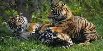 Langka, Kamera Pengintai Rekam Aktivitas Harimau di Hutan Riau
